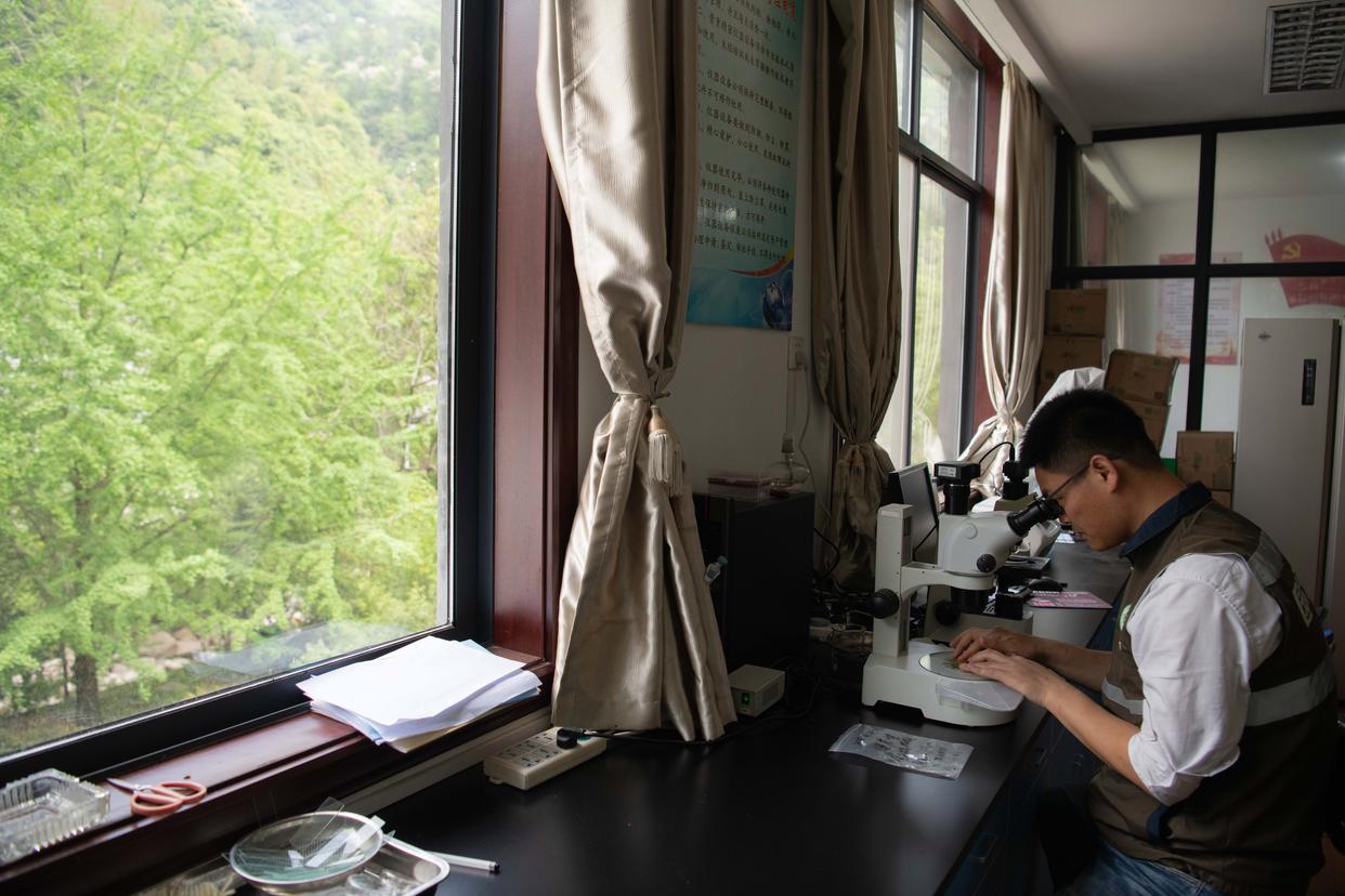 2025年4月23日，黄山风景区管理委员会园林局高级工程师吴贻军通过显微镜鉴定黄山松林业有害生物种类。新华社记者 张端 摄