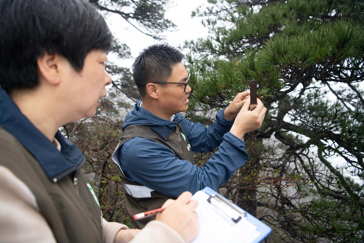 2025年4月22日，黄山风景区管理委员会园林局高级工程师吴贻军（右）和同事汤明霞在封闭轮休中的莲花峰景点检测代表性植物黄山松梢头生长量。新华社记者 张端 摄