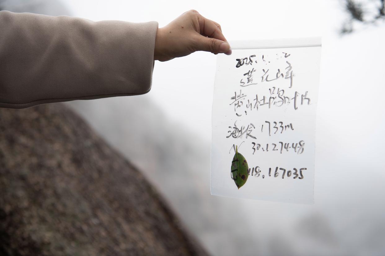 2025年4月22日，黄山风景区管理委员会园林局资源保护管理科林业工程师汤明霞在封闭轮休中的莲花峰景点采集林业有害生物样本。新华社记者 张端 摄